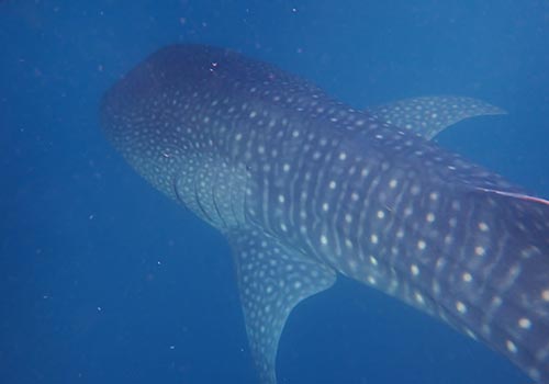 Saleh Bay Komodo Tour from Lombok